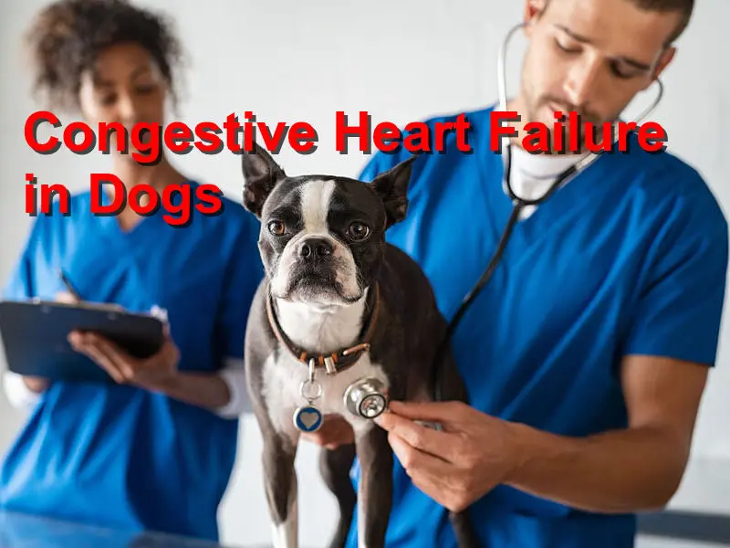 Exercise testing informs diagnosis, prognosis, treatment of canine heart disease