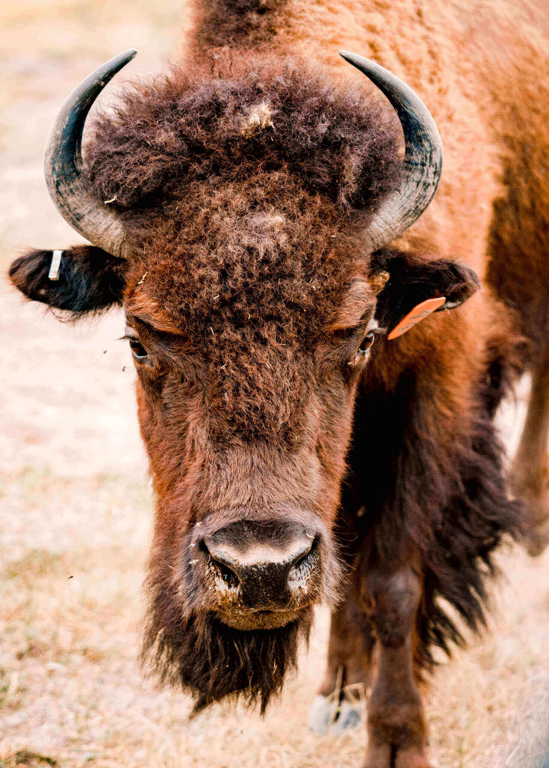 Jamestown museum rebrands as North American Bison Discovery Center