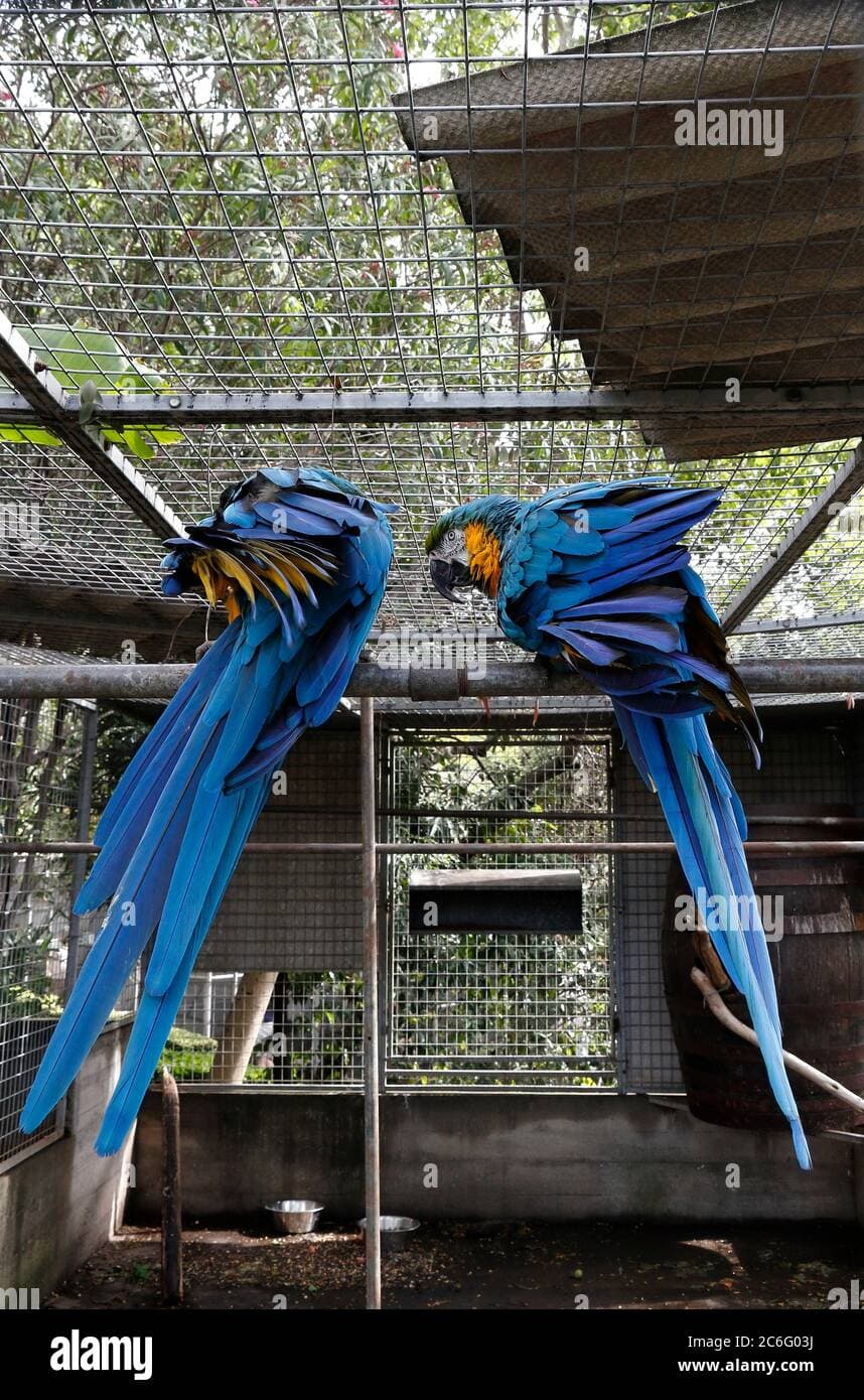 Blue-and-Gold macaw Louie’s rehabilitation exposes bonding challenges in older parrots