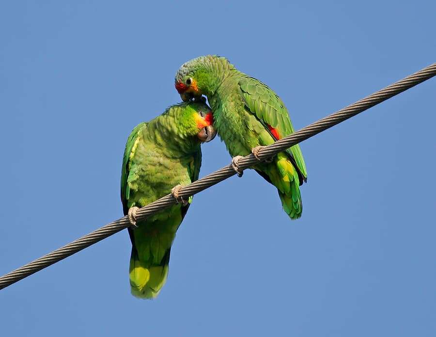 Couple Arrested After Three Red-Lored Parrots Found Concealed in Truck at Laredo