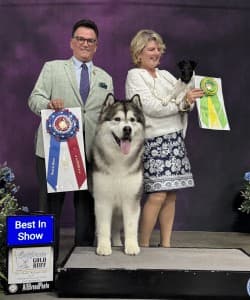 Alaskan Malamute Wins Best in Show at Oakland Kennel Club in Woodland