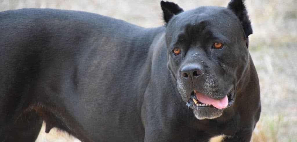 Sudden hyperactivity in senior dogs can signal pain or anxiety