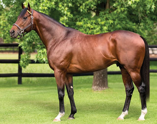 Vercingetorix’s Elegantrix Rebounds Under Ryan Munger to Win Listed Swallow Stakes