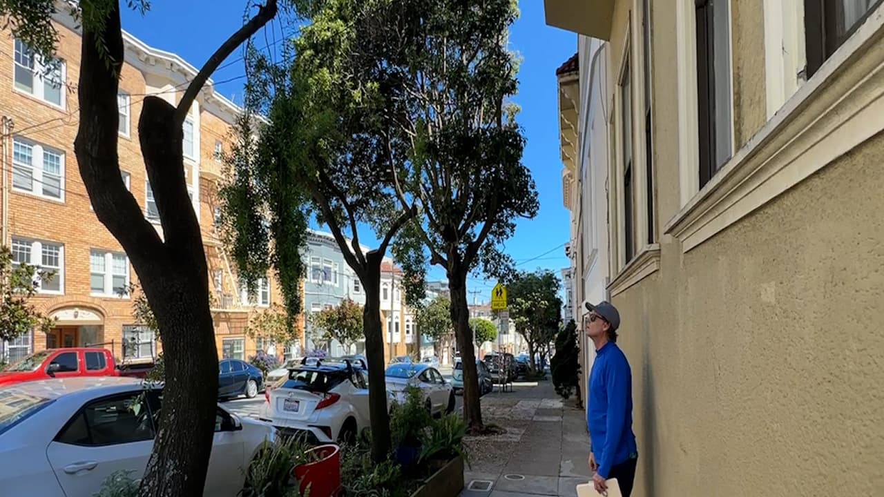 SF Homeowner Faces $50,000 Fine for Trimming Trees on Insurance Broker's Advice