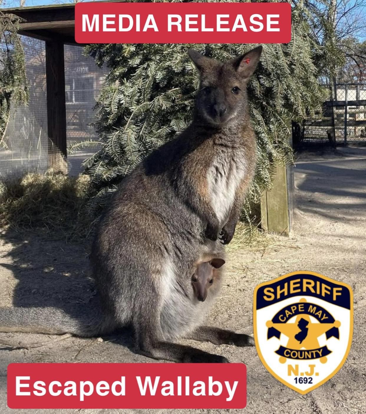 Baby wallaby Cletus found safe after escape from New Jersey zoo