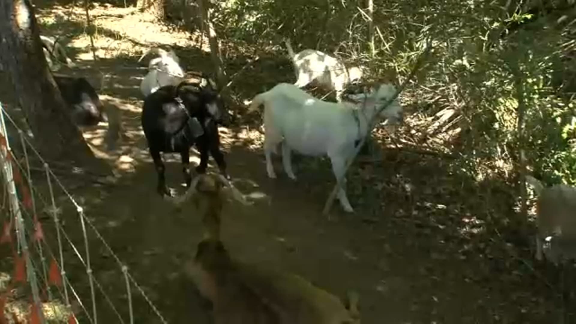 Goats return to Dix Park to clear invasive plants and trees