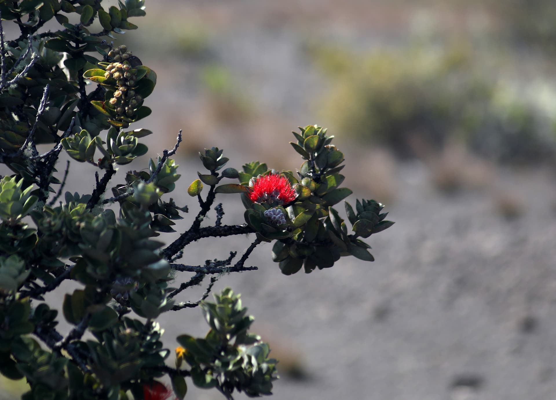 ʻŌhiʻa Quarantine Reminds Merrie Monarch Travelers, Lei Restrictions Remain
