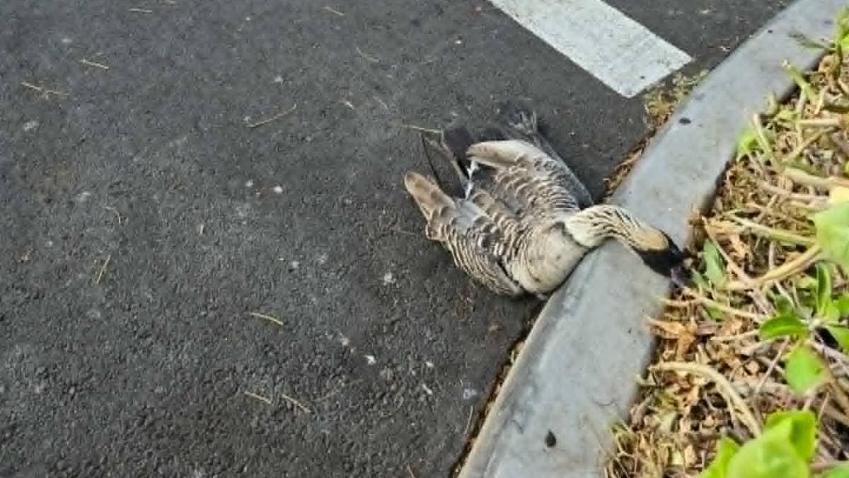 2 nēnē killed in Waikōloa parking lot, state investigates