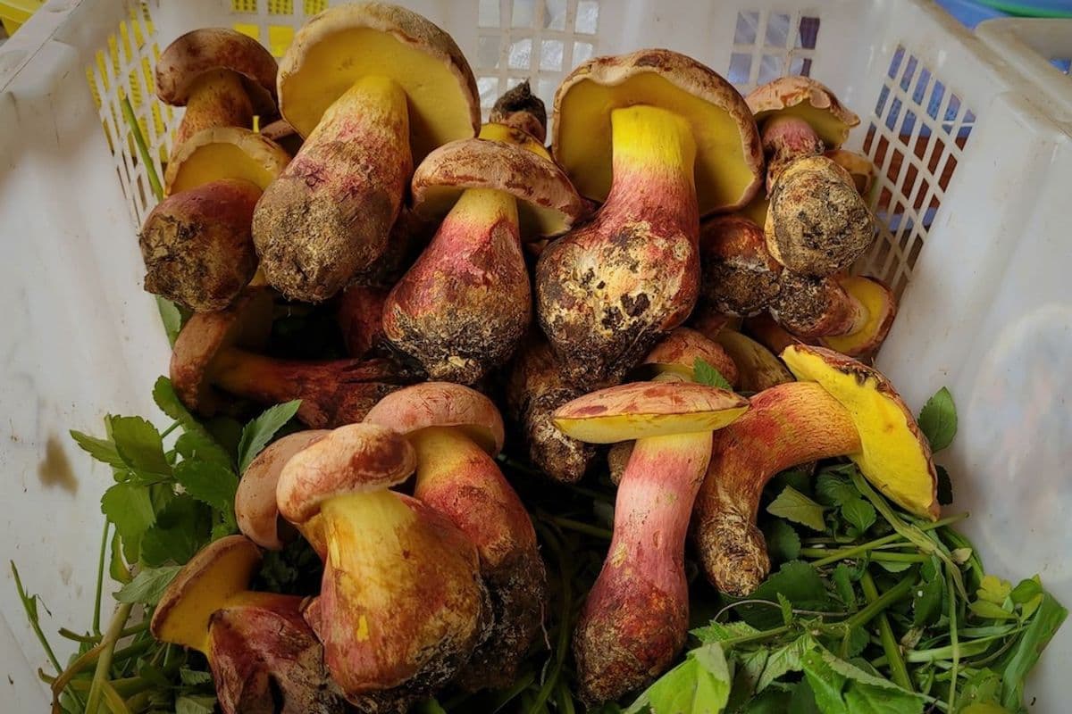 Undercooked Yunnan mushroom linked to tiny-people hallucinations, new study finds