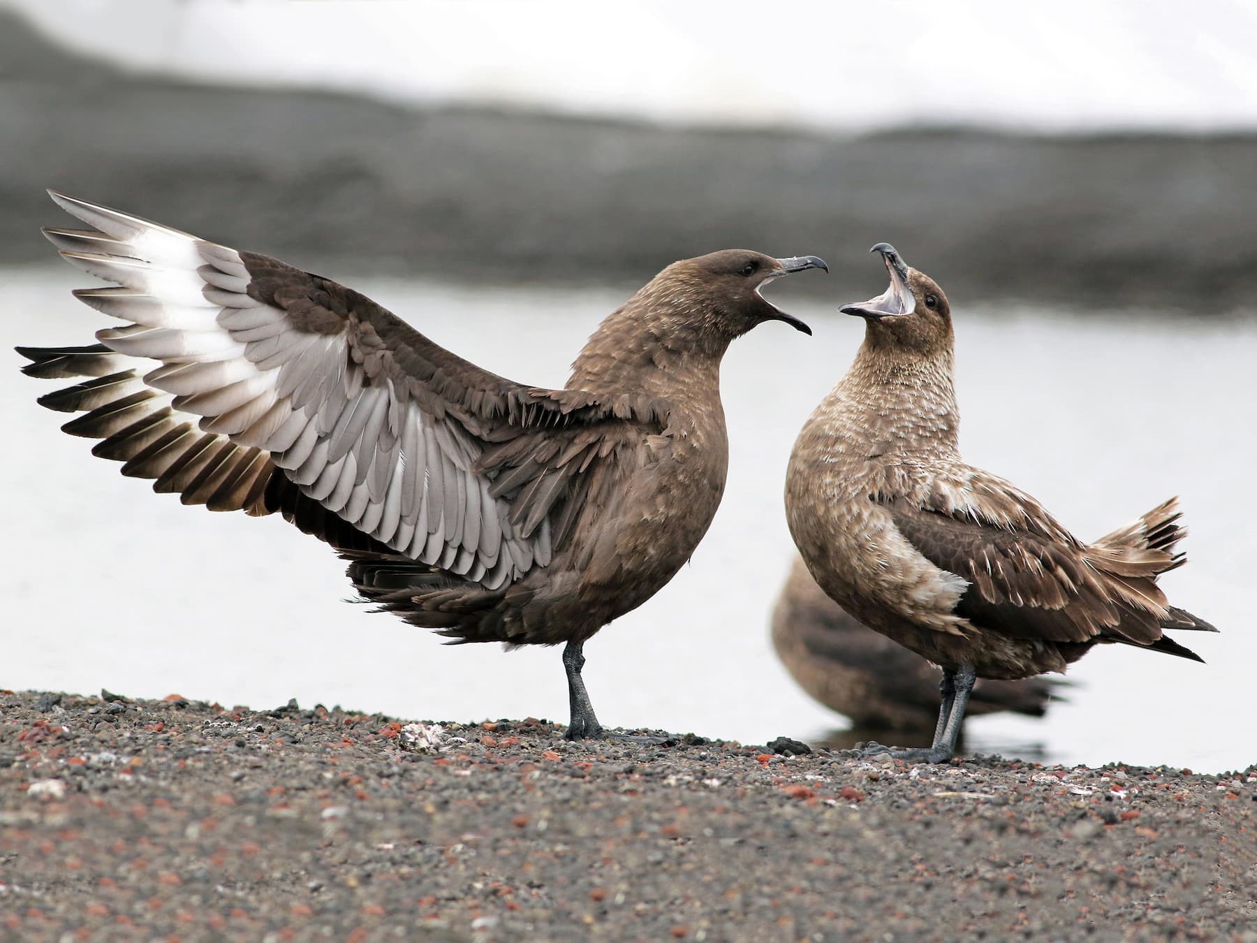Australia confirms first H5N1 bird flu case, virus reaches every continent
