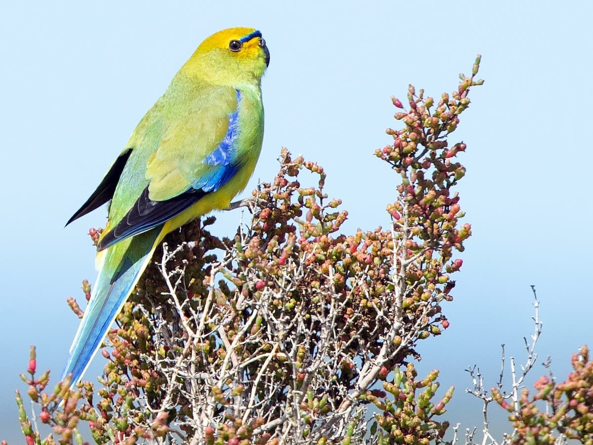 Birds of the World revises Blue-winged Parrot account, updating species data