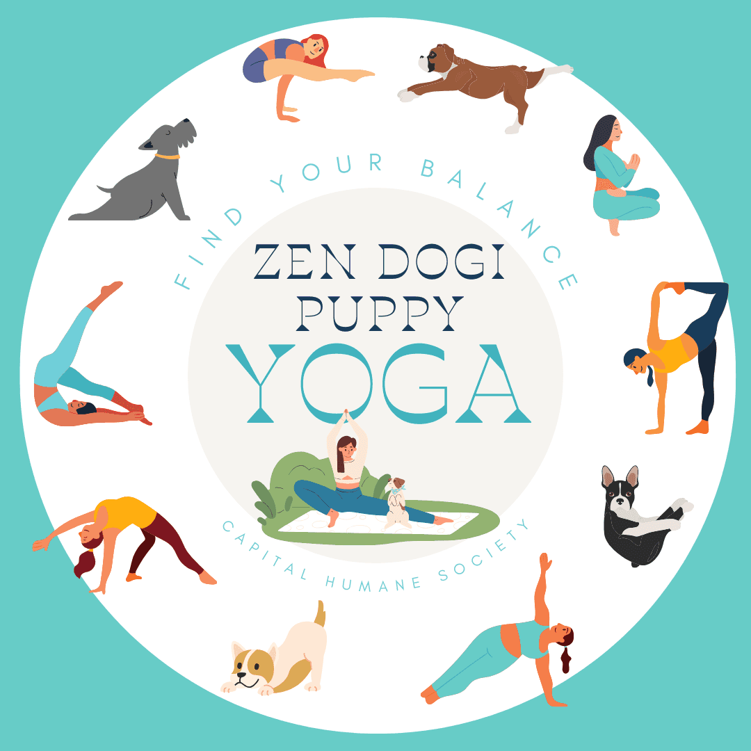 Lincoln adds second Zen Dogi puppy yoga session for June 6