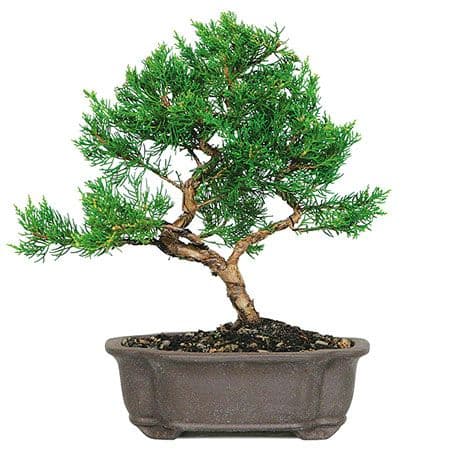 Aldridge Gardens hosts hands-on Bonsai Society workshop for members