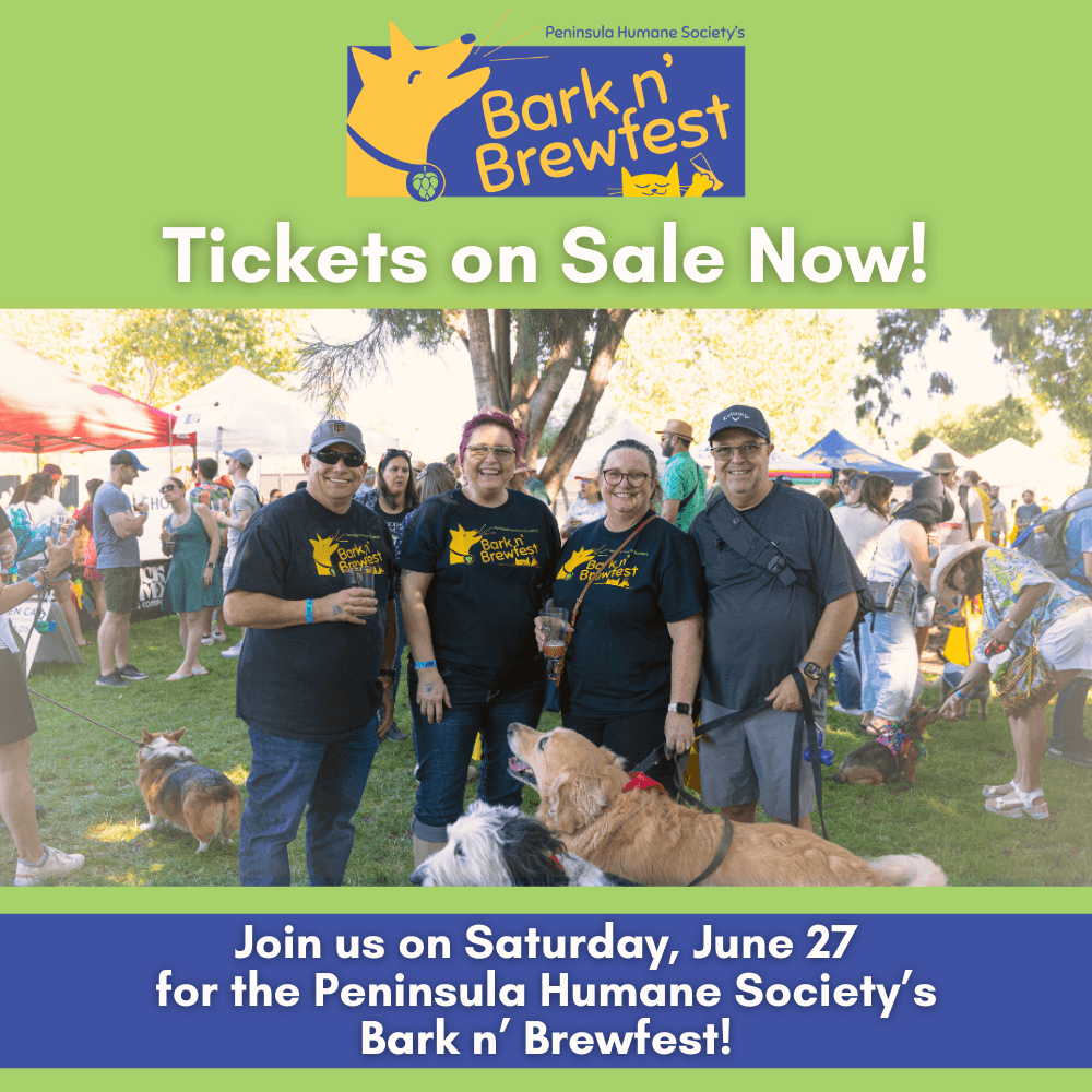 Bark n’ Brewfest pairs hard kombucha with local beer and wine
