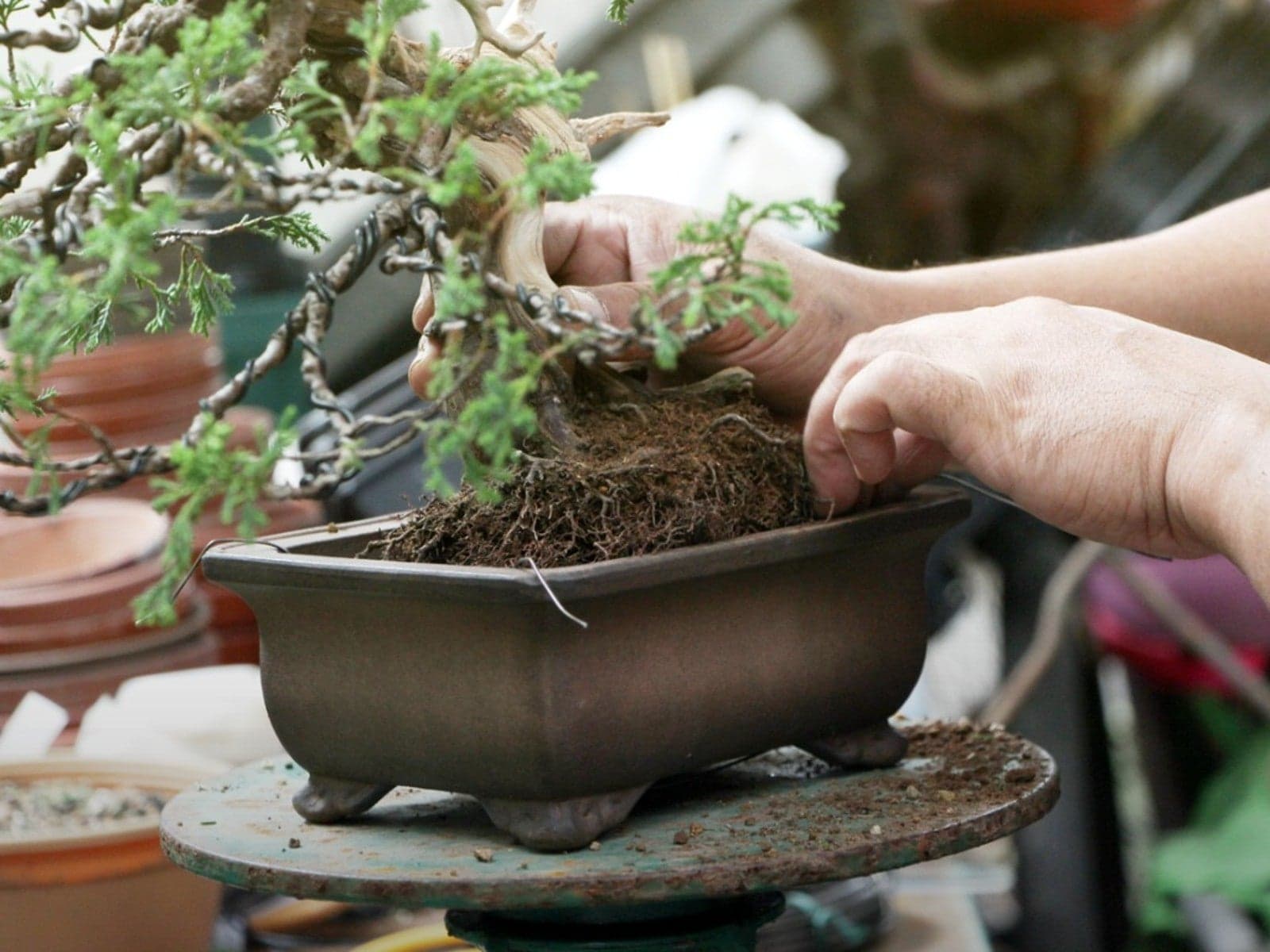 Season-by-Season Bonsai Care for Beginners: Indoor, Outdoor and Climate Adaptations