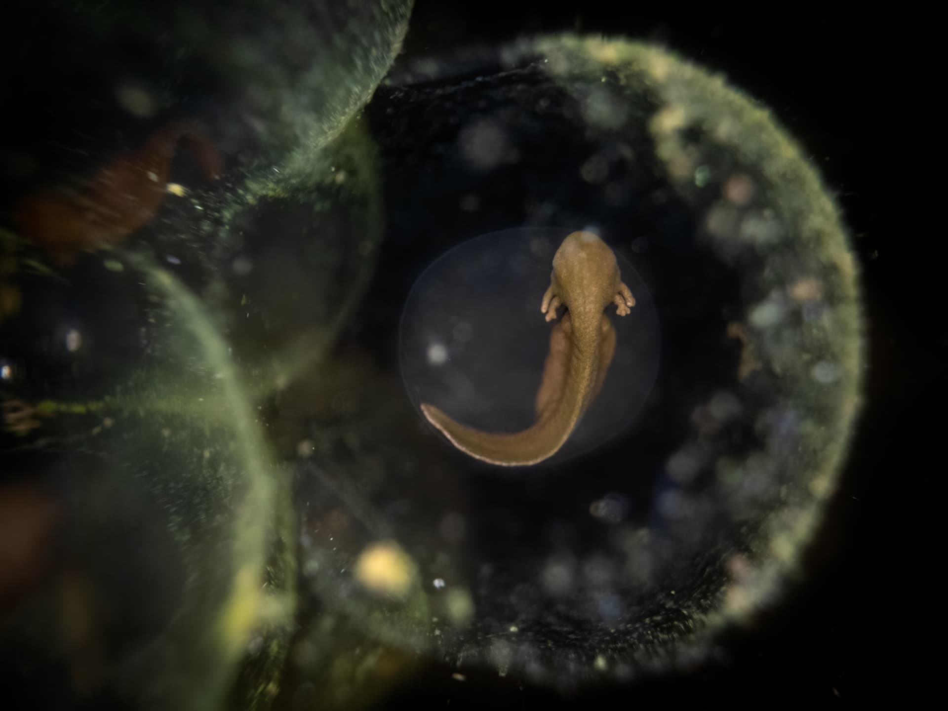Macro lens reveals frog embryo in award-winning wildlife photo