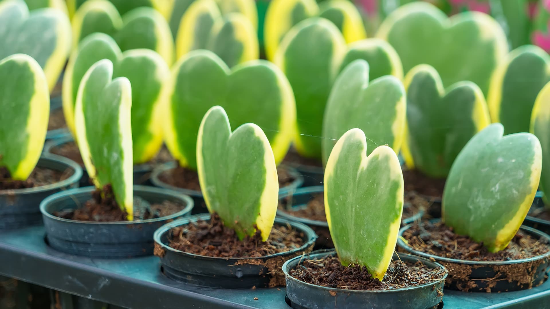 Five Heart-Shaped Houseplants to Gift This Valentine’s Day