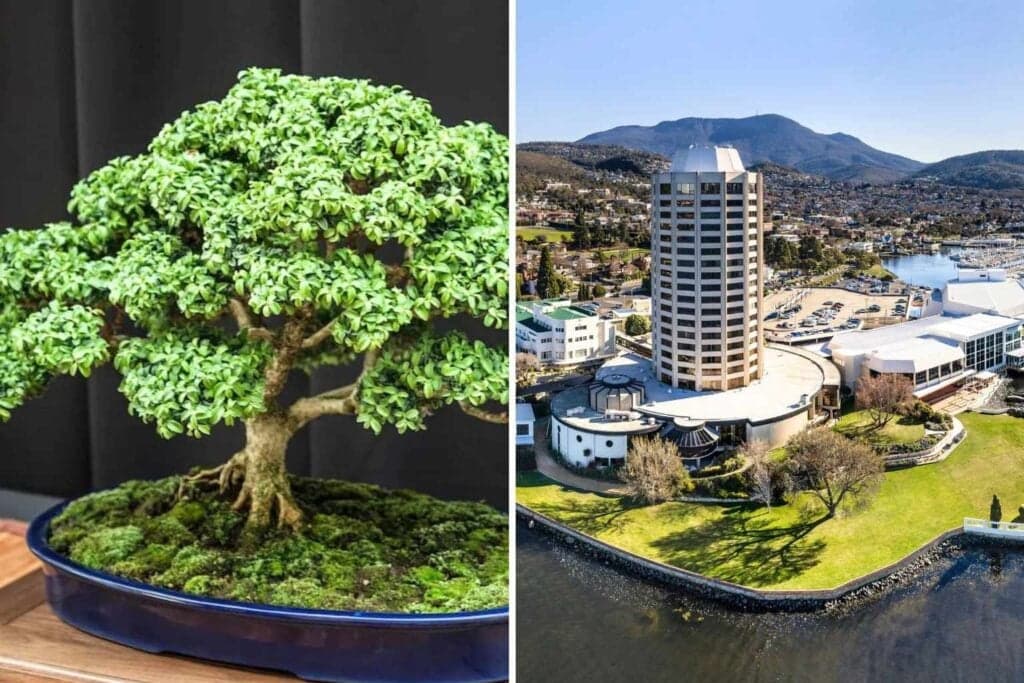 Tasmania to host national bonsai convention for first time in a decade