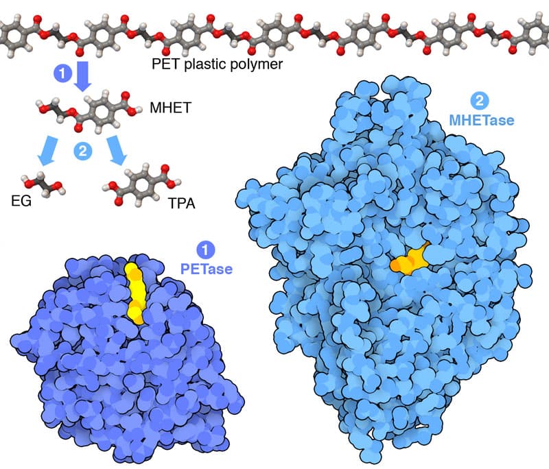 Fusion enzyme boosts polyester textile recycling, study finds