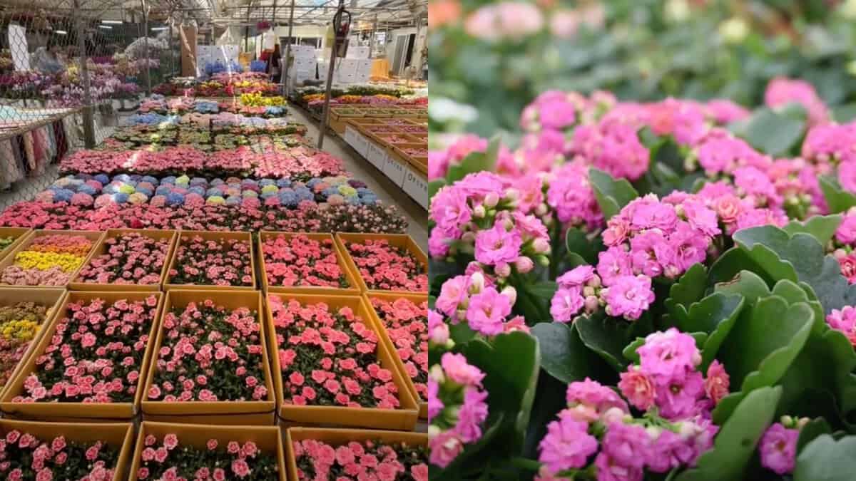 Hyderabad's Grand Indian Nursery Mela Showcases Bonsai Among Rare Plants