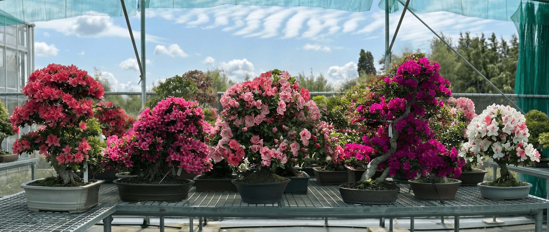 Bonsai Plaza opens Azalea Weekend 2026 during peak bloom in Boskoop