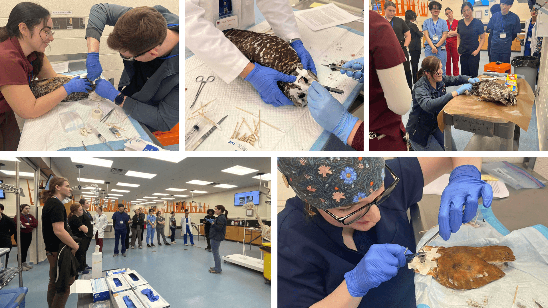 Royal Veterinary College workshop gives students hands-on raptor handling experience