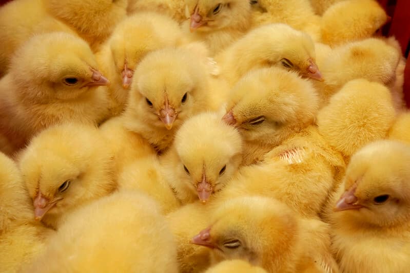 China approves Merck chicken bronchitis vaccine for giant poultry industry