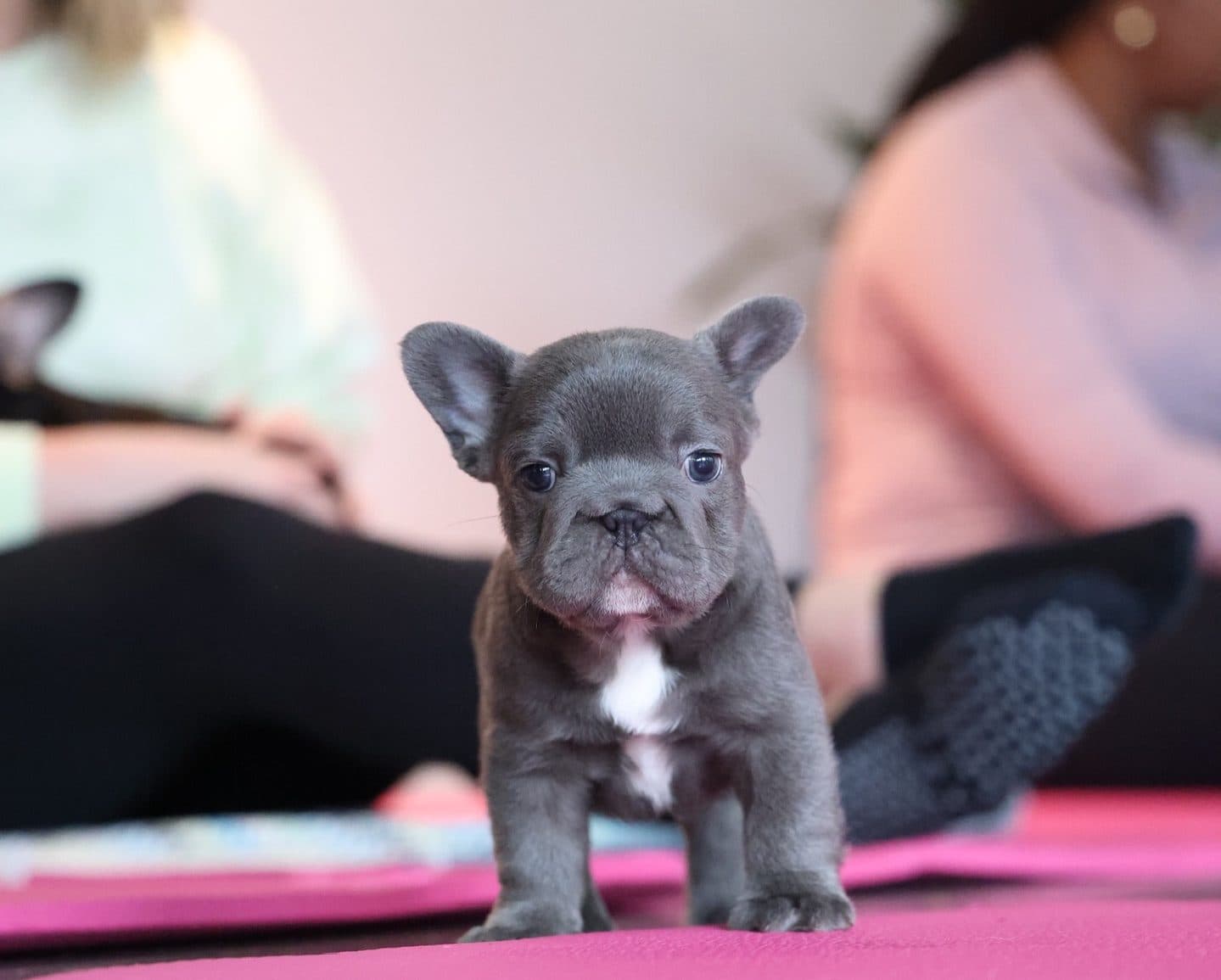 Cincinnati's Puppies and Yoga Classes Blend Downward Dogs With Actual Dogs