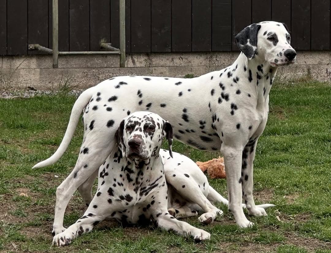 Dalmatians Vanishing From Public Life Due to High Energy, Training Demands