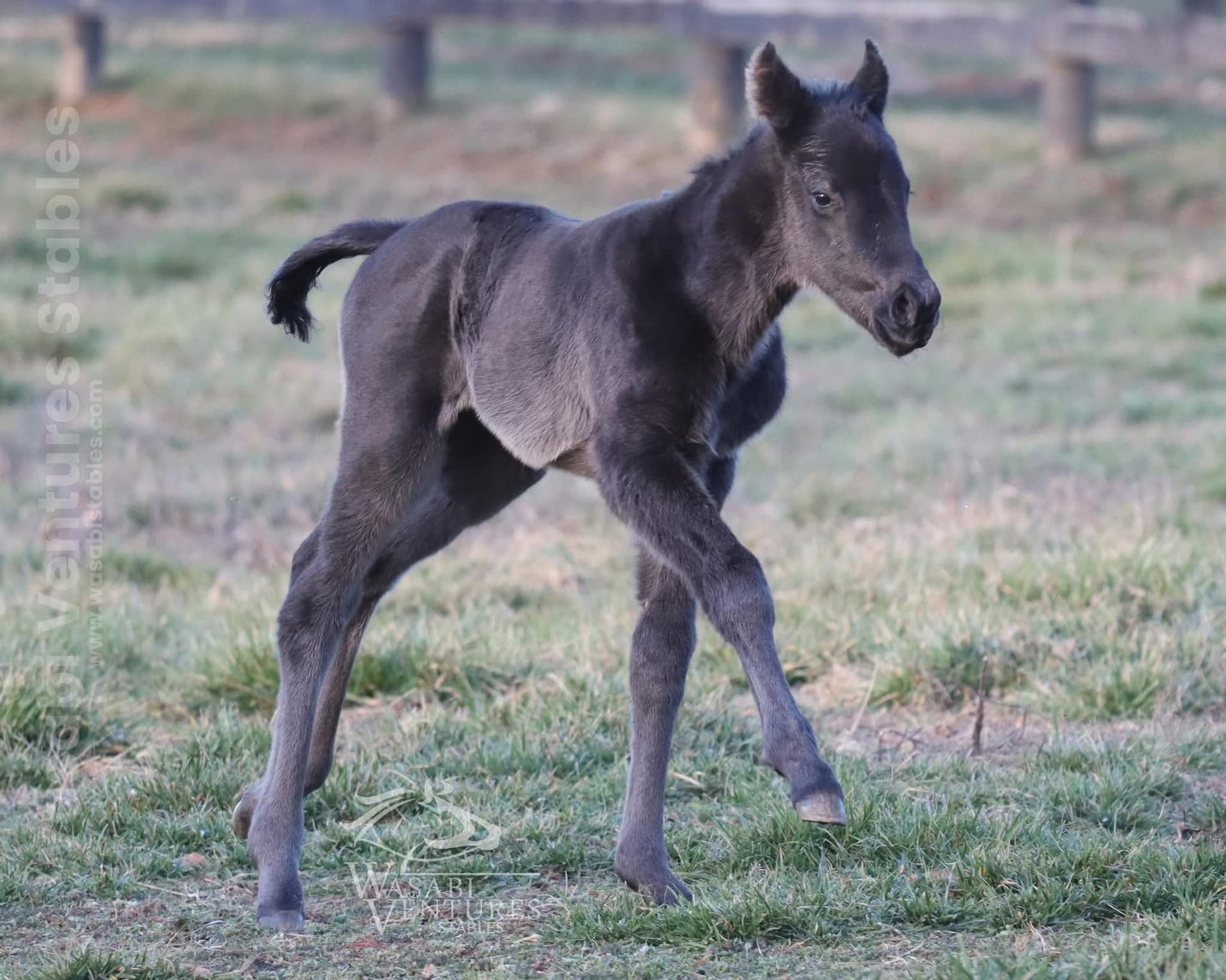 Americain, Free Drop Billy, Greenpointcrusader Sire First Foals Jan. 19