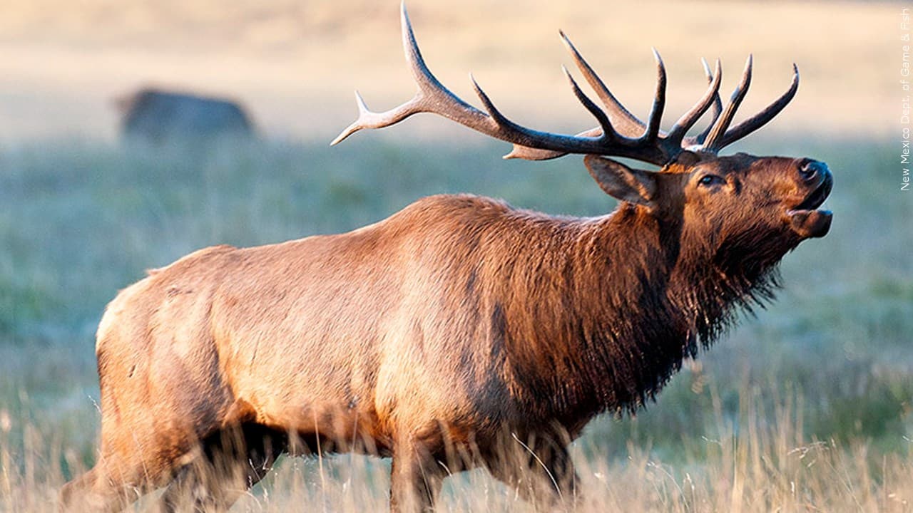 Game and Fish seeks tips after skinned elk found near Springerville