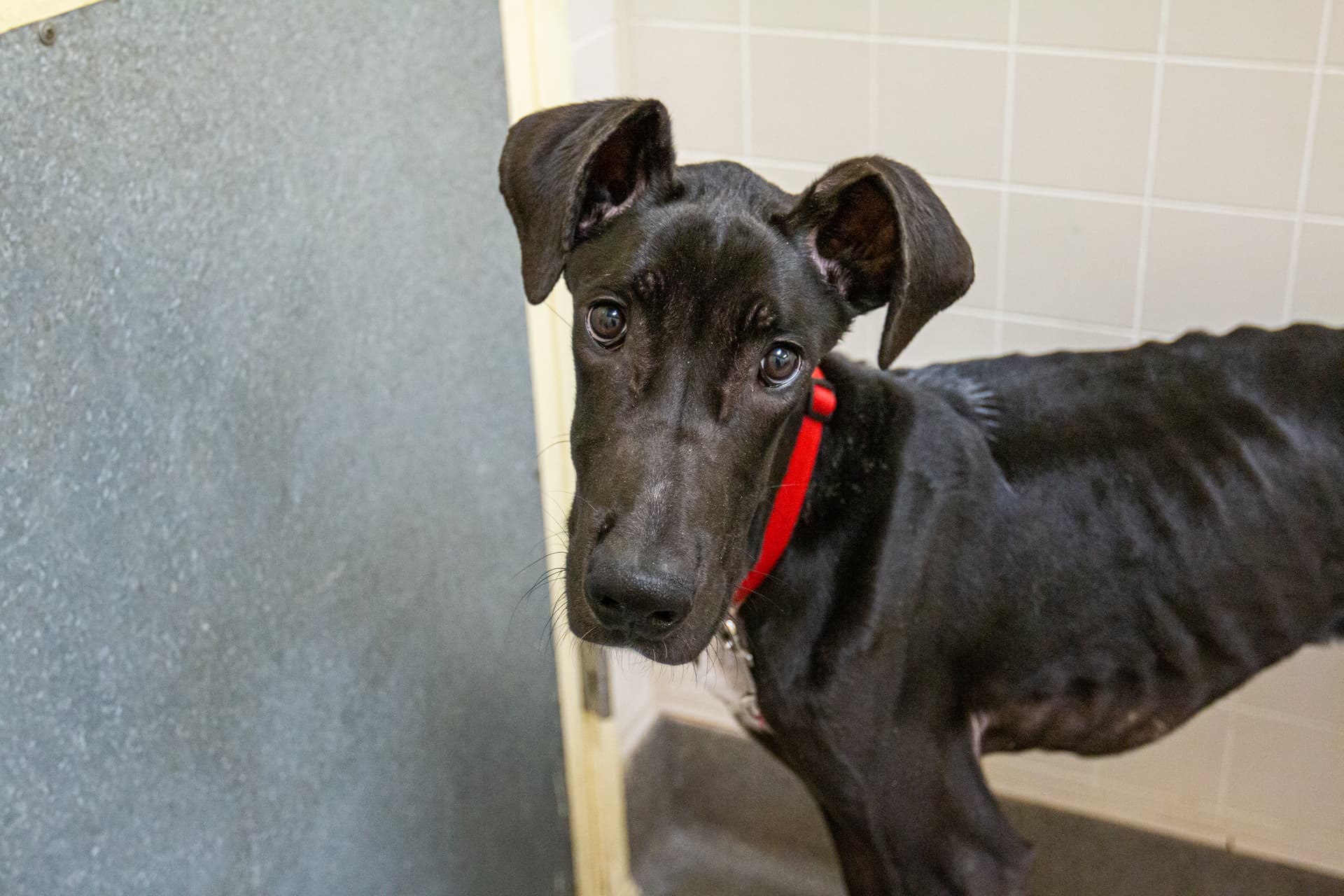 Emaciated Doberman Grace fuels Buena Vista County animal abuse probe