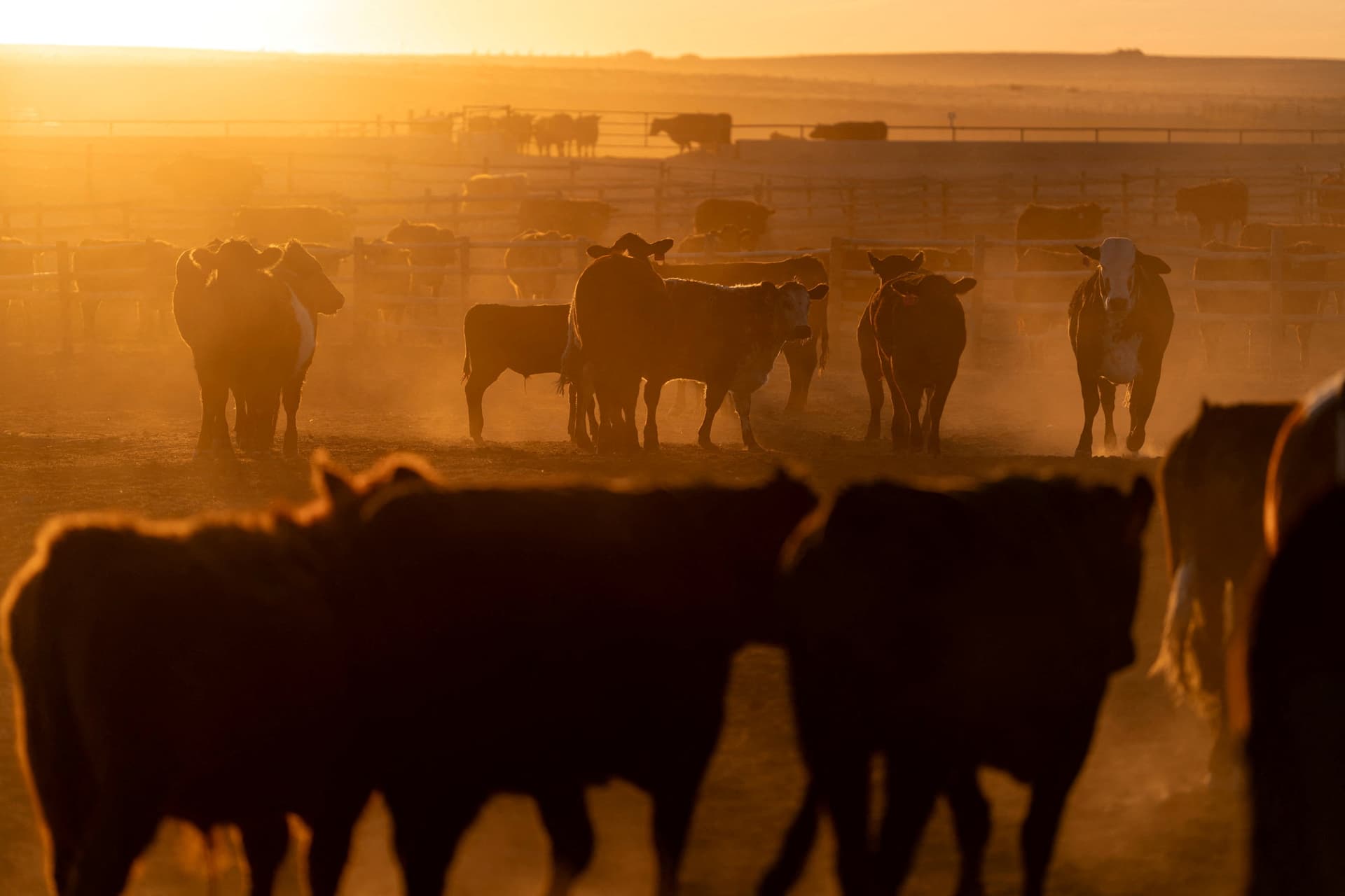 China lifts foot-and-mouth ban on Brazil, expands meat access