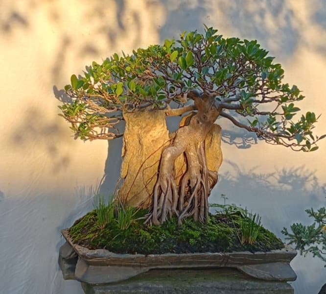 Kat Rivier Kai Bonsai Club spotlights rock landscapes at autumn festival