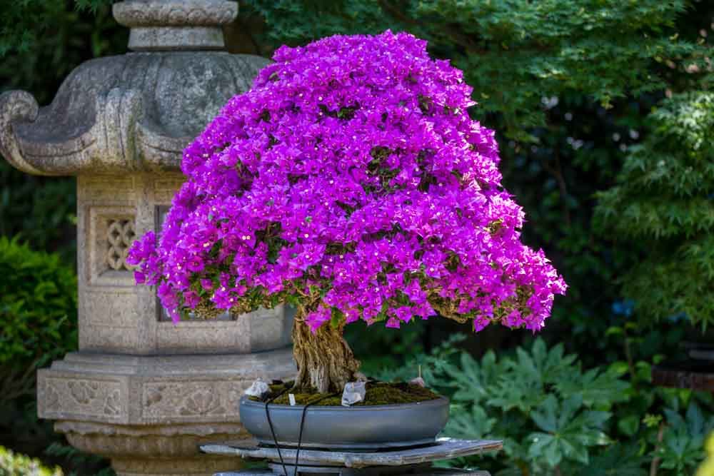 Omiya Bonsai Festival 2026, masterpieces, markets and rare nursery finds