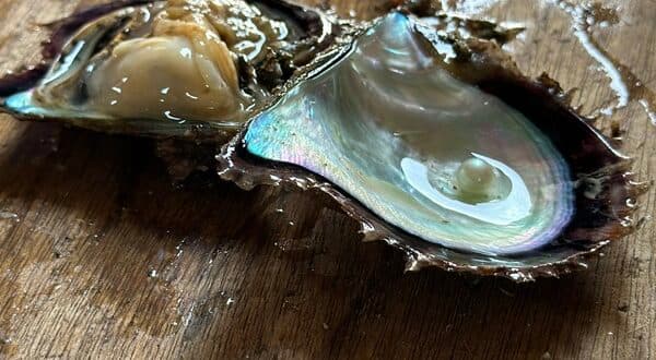 JAPANESE AKOYA PEARLS – THE 2026 MOST COVETED NATURAL ASSET