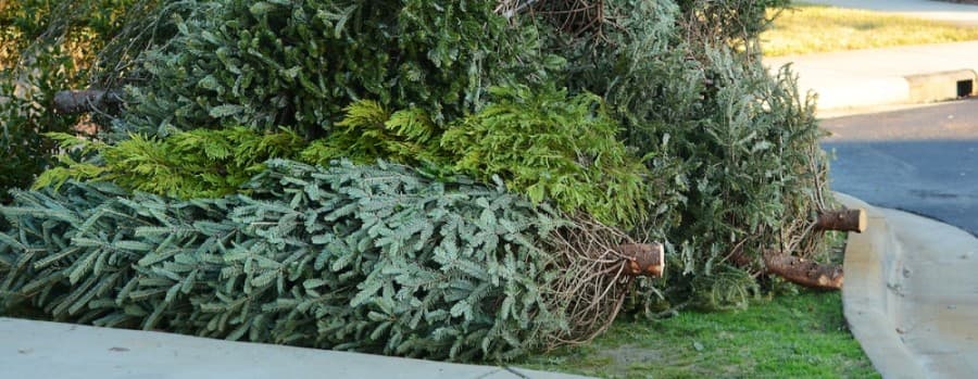 McKinney Issues Holiday Tree Recycling and Plumbing Guidance