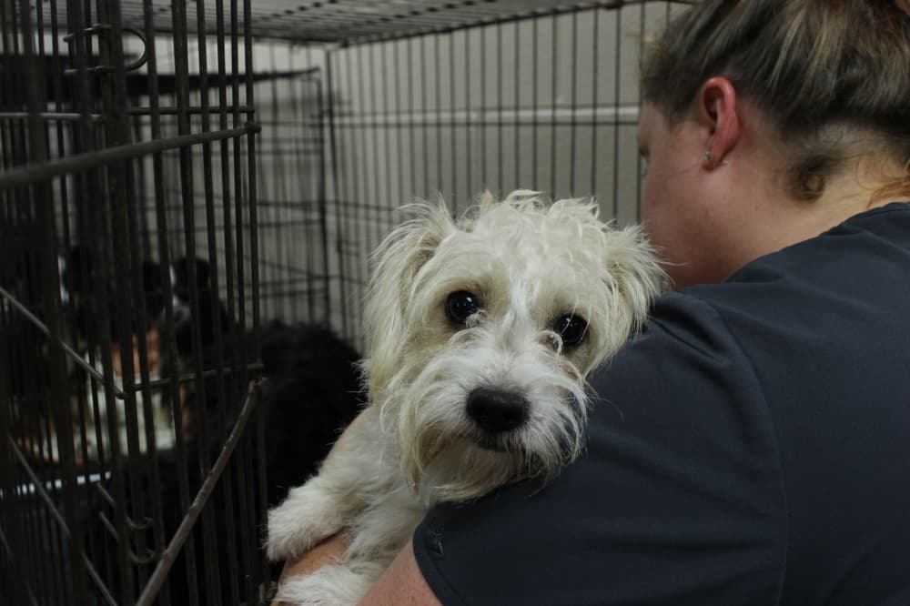 Collin County Animal Shelter Expansion Faces $5 Million Funding Gap