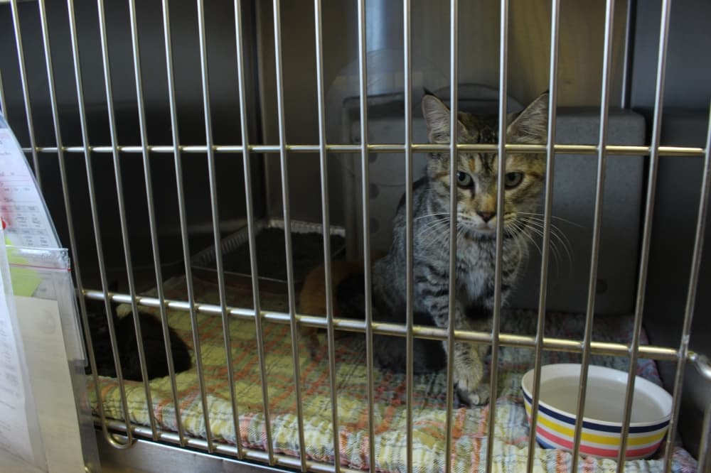 McKinney Council Considers Citizen Led Trap Neuter Release Program