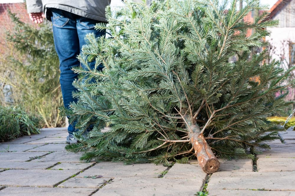 Plano accepts live Christmas trees for recycling through January