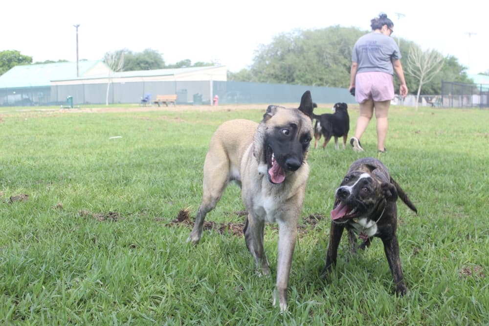League City Bark Park Reopens After Irrigation Upgrade and Tree Work