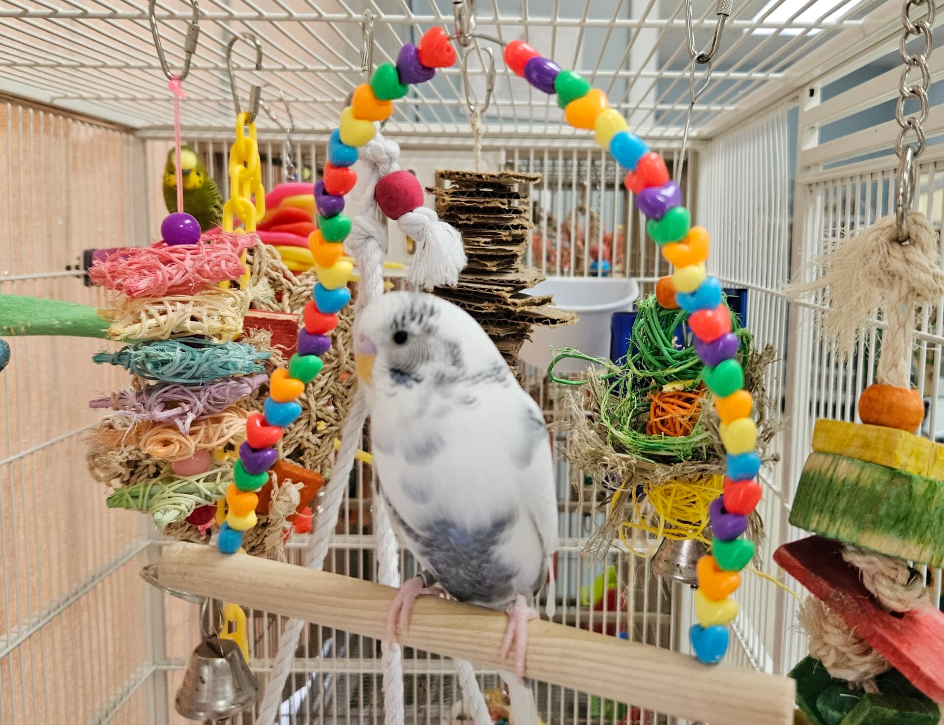 Companion Parrots Re-Homed Hosted Avian Enrichment Workshop for Guardians Feb. 21, 2026