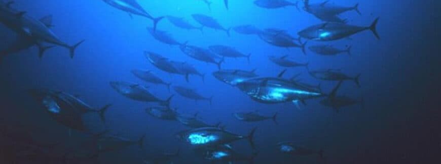 PFMC, WCPFC, IATTC Influence Aquaculture Opportunity Area Planning for Tuna