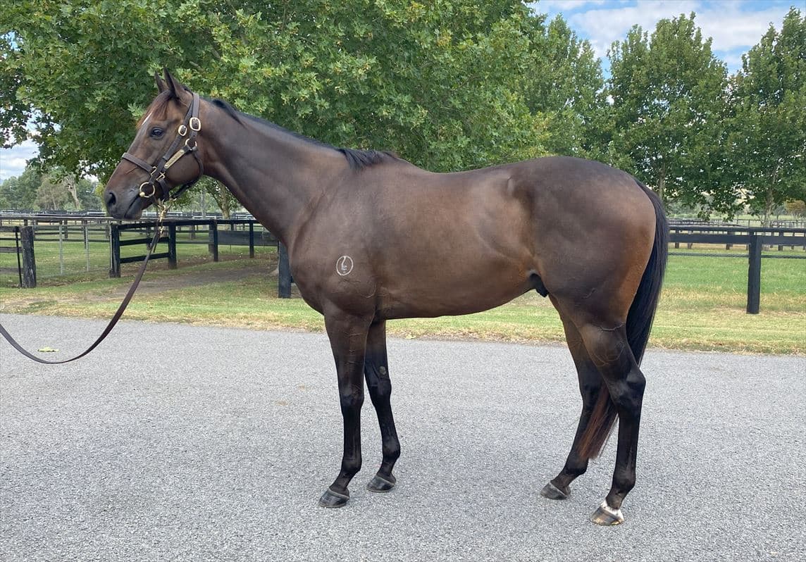 Mount Bona Tops Inglis Digital February Sale Purchased by Beaufort for AU$240,000