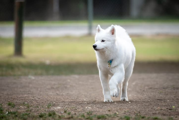 Côte Saint-Luc closes Mackle Road Dog Park for upgrades and improvements