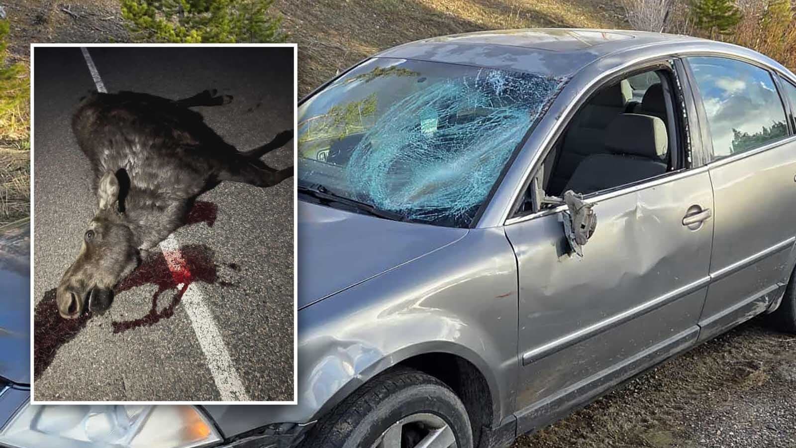Moose crash totals Laramie-area couple’s car, carcass disappears before salvage