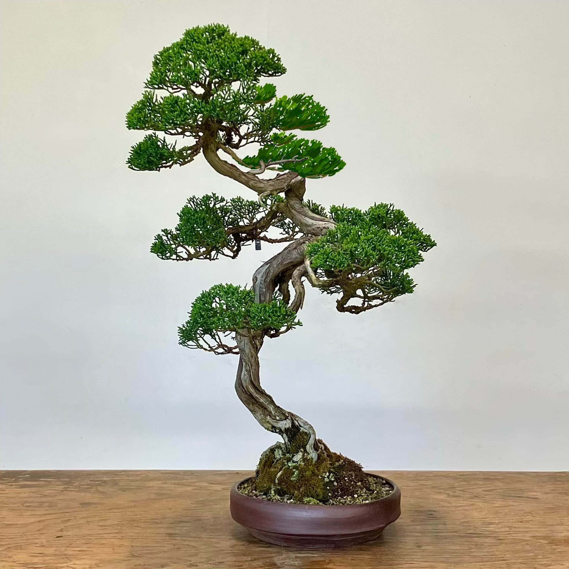 Upside-down photos help bonsai growers spot design flaws
