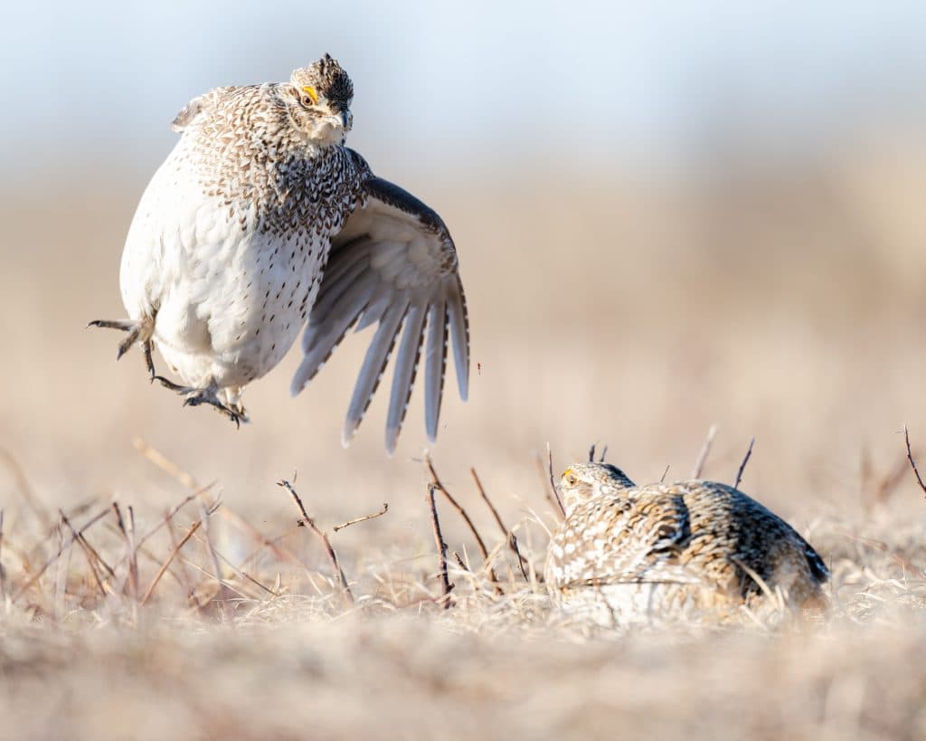 Arrowwood Refuge Opens Sharp-Tailed Grouse Viewing Blind Reservations for Spring