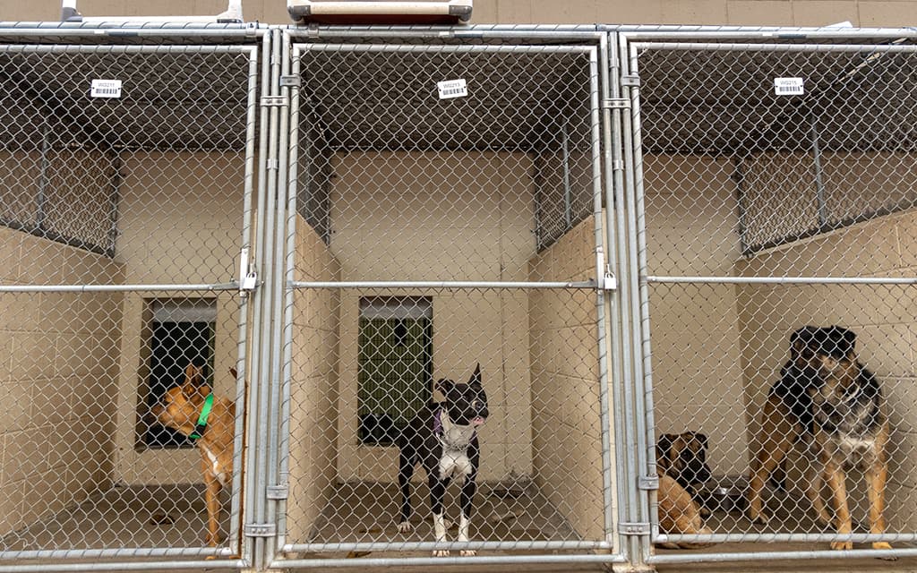 Parker, La Paz County Approve Lease for New County Animal Shelter