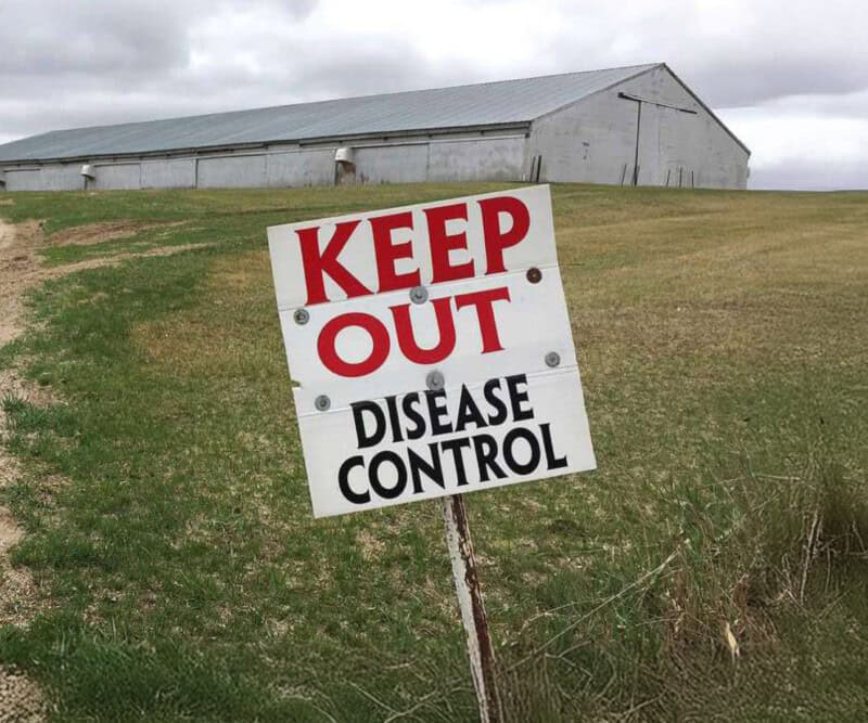 H5N1 Detected at Northern Israel Duck Farm; 2,000 Birds Affected